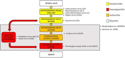 Morphosyntactic Skills Influence the Written Decoding Accuracy of Italian Children With and Without Developmental Dyslexia